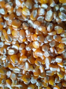 Maíz Amarillo y Blanco Premium para Mercados Globales: Alimentos, Piensos e Industria - Product Image 6