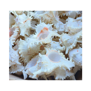 Caracol al por mayor Druzy calidad superior Druzy cristal Shell Druzy mayorista - Product Image 1