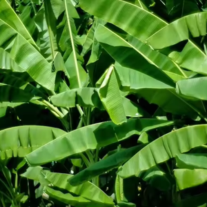 Feuille de bananier congelée du Vietnam Meilleur prix pour la vente en gros sur le marché mondial - Product Image 5