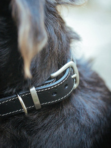 Collar clásico para perro, 20mm, negro - Product Image 6