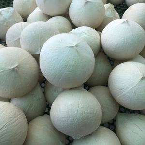 Noix de coco naturelle douce et polie au goût tropical rafraîchissant, produit agricole du Vietnam - Product Image 6