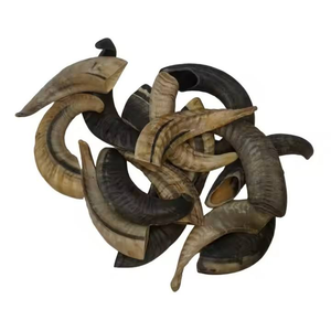 Shofar en corne de kudu et de bélier naturel écologique de taille personnalisée, poli, artisanal, pour entreprise de fabrication indienne - Product Image 2
