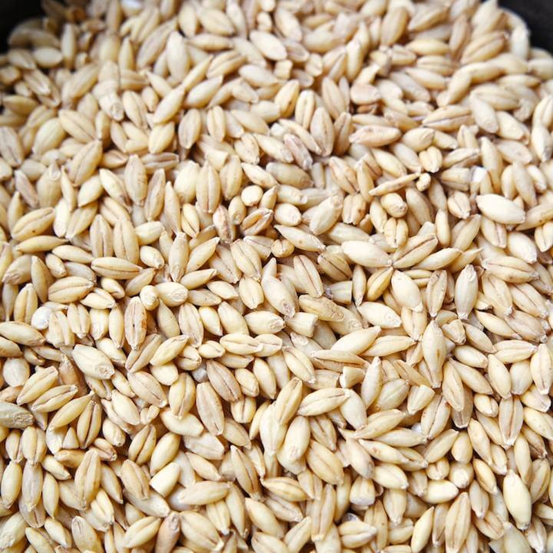 flaked barley
