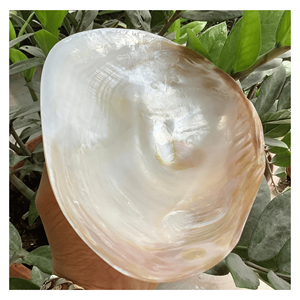 Plateau en nacre, plat en coquille naturelle pour le thé, les collations, les noix, le service et la décoration de table, origine Vietnam - Product Image 1