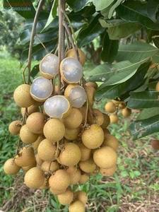 ลำไยตากแห้งรสหวานเคี้ยวที่ทำจากผลไม้ลำไยสดเหมาะสำหรับอาหารว่างทำอาหารหรือผสมเป็นชาสมุนไพร - Product Image 4