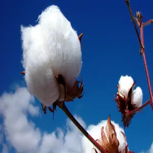 100% resíduos de fibra de algodão reciclado, algodão branco natural para venda/bales de algodão cru