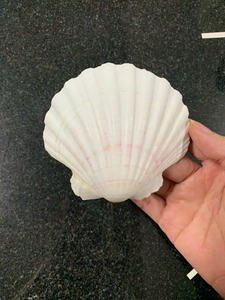 Durable et étonnant: coquillages vietnamiens en vrac pour l'exportation - Product Image 6