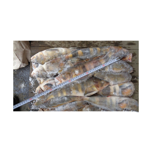 Fourniture en vrac de maquereau Atka congelé de qualité supérieure poisson congelé pour le marché d'exportation - Product Image 2