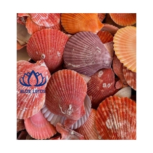 เปลือกหอยเชลล์คุณภาพพรีเมียม ปี 2026 สีขาวสะอาด สำหรับตกแต่งและงานฝีมือ ทนทาน ผิวเรียบเนียน - Product Image 1