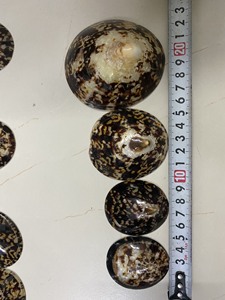 Conchas de Lapa con patrones naturales únicos, use conchas de Lapa para decoración de habitaciones náuticas, instalaciones de arte y proyectos costeros - Product Image 4