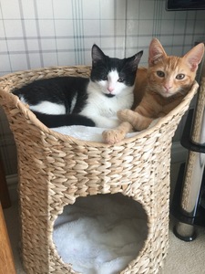 บ้านสัตว์เลี้ยงที่นอนสัตว์เลี้ยงเป็นมิตรกับสิ่งแวดล้อมบ้านสำหรับสุนัขแมวผลิตในเวียดนาม - Product Image 3