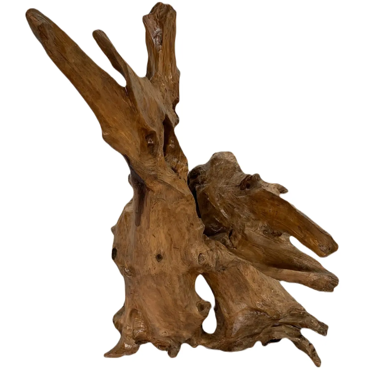 High End Quality Solid Teak Root For Living Room Decoration Natural Color Natural Shape And Size