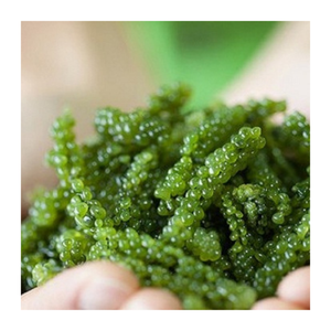 องุ่นทะเลแบบพรีเมี่ยมจากเวียดนาม-องุ่นทะเลสดและขาดน้ำคุณภาพสูงพร้อมส่งทั่วโลก - Product Image 4