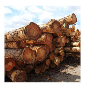 Troncos de Nogal Negro al por Mayor, Calidad Premium/A, con un 20% Menos de Defectos que la Madera Estándar para una Calidad de Fabricación Consistente - Product Image 3