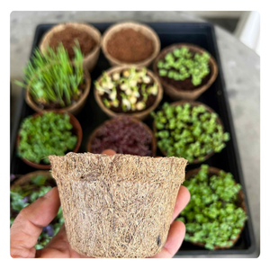 Mejor valor 2024 | Macetas de fibra de coco biodegradables: ecológicas y perfectas para horticultura - Product Image 1