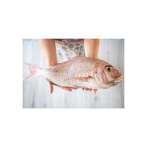 Pescado de corvina roja para suministro global con precios competitivos y entrega rápida - Product Image 4