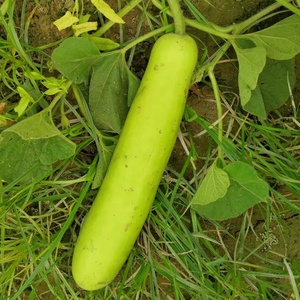Graines hybrides F1 spéciales de courge bouteille Longue Étoile de Lune, pureté 99,99%, germination 85% - Product Image 6