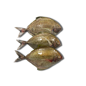 Pomfret Negro Entero Congelado IQF envasado al vacío, 24 meses de vida útil, marisco de exportación, proveedor mayorista de Vietnam, precio competitivo - Product Image 2