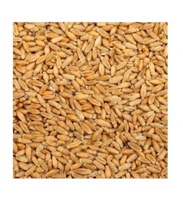 Triticale Premium disponible para la venta a granel, perfecto para alimentación animal y producción de alimentos, pida hoy - Product Image 5