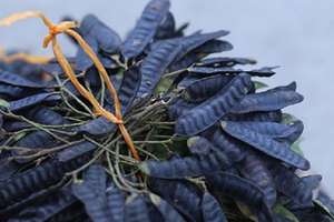 Langosta seca de fábrica, de vacaciones de Vietnam - Product Image 4