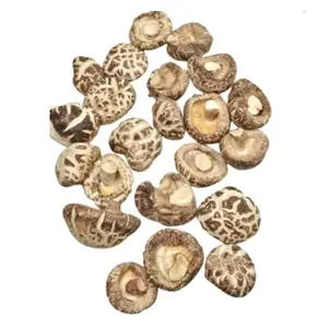 TOP SALE 100% Cogumelos shiitake secos naturais para cozinhar exportação grande quantidade do Vietnã 99 Gold Data