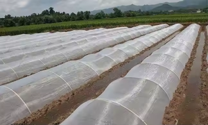 5 anni di garanzia agricoltura 40mesh, 50mesh Anti insetto netto per uso serra - Product Image 2