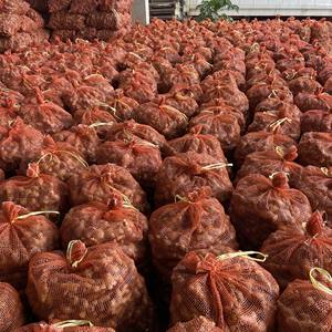 Gingembre frais entier, racine coupée, biologique, pour épices, cuisine indienne et asiatique, distributeur en gros Vietnam, 99GD Pearla 0,5kg 2 - Product Image 6