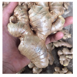 ช้างขิงสดขิงอบแห้ง - Product Image 1