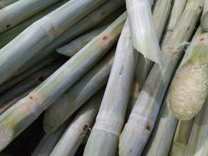 แช่แข็งอ้อยธรรมชาติ100% ราคาถูก - Product Image 3