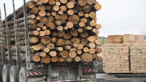 Bois de pin radiata canadien de qualité supérieure, séché au four, bois tendre, chêne, acajou, teck, prêt pour la construction, stockage à sec et frais, exportation mondiale - Product Image 5