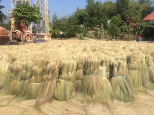 New Grass Broom <b>Raw</b> <b>Material</b> Season - Hight Quality Vietnam Grass Broom <b>Material</b> - <b>Material</b> From Natural - Product Image 3