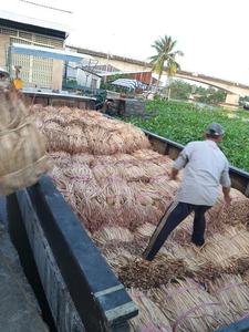 Hyacinthe d'eau séchée du Vietnam en gros pour matériaux artisanaux écologiques, haute qualité, durée de conservation de 24 mois pour l'artisanat - Product Image 3