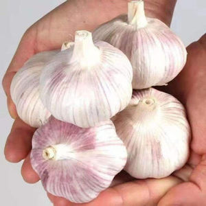 Ail séché thaïlandais unique, 100% naturel, durée de conservation de 12 mois - Product Image 1