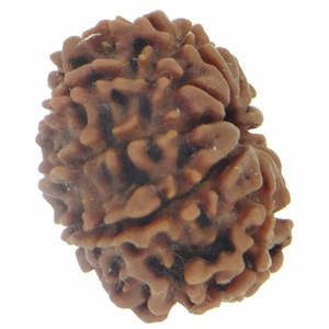 ลูกประคำรูดราคชาเนปาล 10 เม็ด สีน้ำตาล แท้ 100% และได้รับการรับรอง - Product Image 2