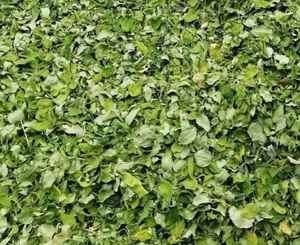 Hojas de Katuk Secas, Hoja Dulce Natural AKINA - Product Image 6