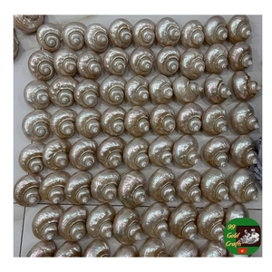 เปลือกหอยเชลล์ตกแต่งแบบเทอร์โบเปลือกหอยเทอร์โบสีเขียว: หอยสังข์ธรรมชาติอันศักดิ์สิทธิ์สำหรับตกแต่งวาสตูเปลือกหอยหอยสังข์ธรรมชาติ - Product Image 1