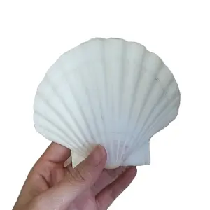 Scallop SeaShells 4-6 Inches for Serving Food, Natural Shell Baking & Serving Dishes
