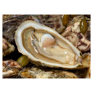 Unique Deep Flavor Famosos Mariscos Snacks Venta al por mayor Ostras frescas en venta Ostras vivas al mejor precio Mariscos de alta calidad - Product Image 6