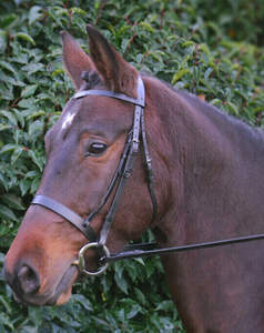 Noseband de cuero con flash elevado acolchado de caballo | Brida anatómica de 3 colores de cuero de caballo Stanford - Product Image 3