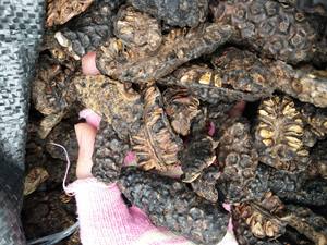 ผลไม้โนนิตากแห้งแบบพรีเมี่ยมชิ้นโนนิธรรมชาติ100% สำหรับชาสารสกัดจากสมุนไพร - Product Image 6