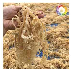 Algues Eucheuma Cottonii de haute qualité origine du Vietnam algues propres et séchées pour l'exportation en vrac et l'utilisation de produits de santé - Product Image 5