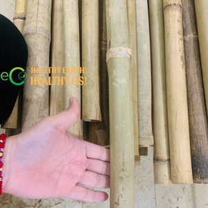 ไม้ไผ่ Eco2go เวียดนามสำหรับค้ำต้นไม้ เสาไม้ไผ่ธรรมชาติสำหรับใช้ในเรือนเพาะชำและฟาร์ม - Product Image 3