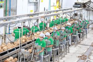 Vente en gros de farine de coco végétalienne naturelle de haute qualité 100%, amidon de coco à partir de noix de coco pure mature à bas prix du Vietnam - Product Image 5