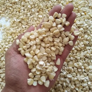 VENTE EN GROS GRAINS DE MAÏS DOUX JAUNE SÉCHÉS EXCELLENTE TEXTURE ET DOUCEUR NATURELLE - Product Image 6