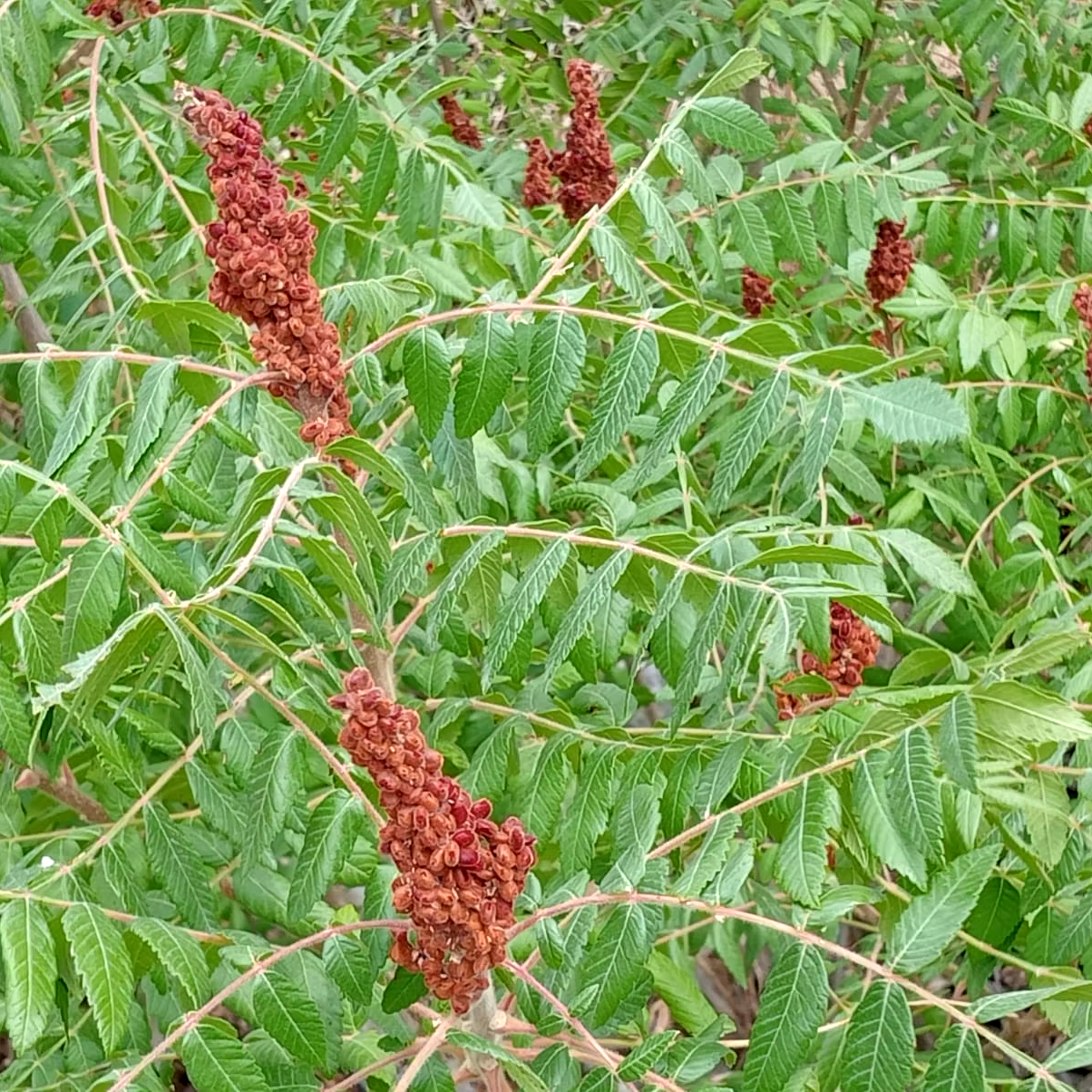 SUMAC BASE for Leather Tanning for Shoe Manufacturing