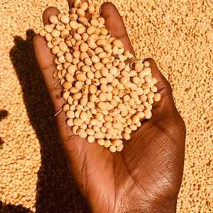 Premium Soybeans for Global Markets for <b>Animal</b> Feed <b>Oil</b> & Food Processing Available in Fresh and Dried Styles - Product Image 3