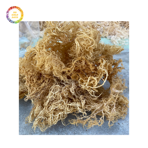 มอสทะเลไอริชแห้งจำนวนมากจากแคริบเบียนมีสารอาหารที่แข็งแกร่งและราคาไม่แพงสำหรับการส่งออก - Product Image 1