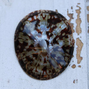 Concha de Lapa limpiada y entregada para proyectos de decoración de mesa Artesanías con tema marino y embalaje de regalo - Product Image 3