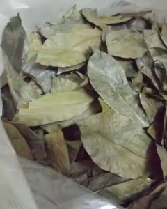 Feuilles de corossol séchées du Vietnam : Approvisionnement et qualité stables - Product Image 4