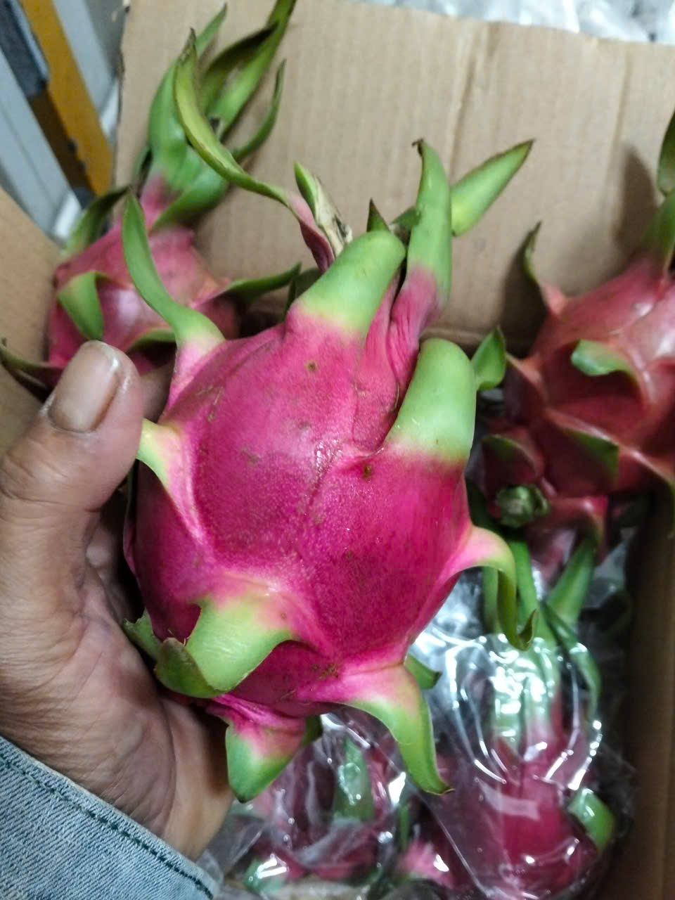 dragon fruit stem